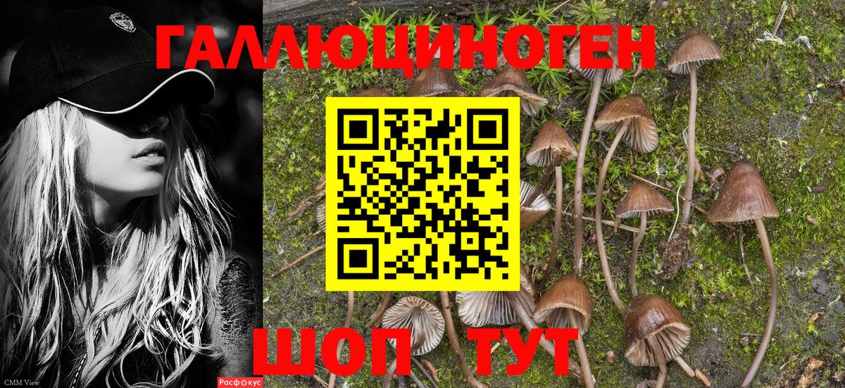 Тихорецк  Галлюциногенные грибы прущие грибы  Вход с VPN 